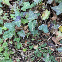 Hedera helix