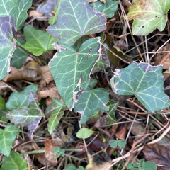 Hedera helix