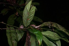 Gonocephalus bornensis