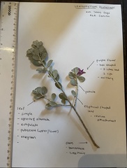 Leucophyllum frutescens