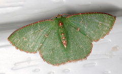 Eucyclodes metaspila