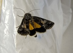 Oncocnemidinae
