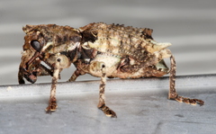 Aesiotes notabilis