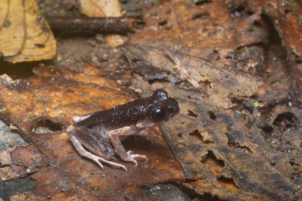 Twittering Litter Frog