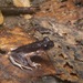 Twittering Slender Litter Frog - Photo (c) John Sullivan, some rights reserved (CC BY-NC), uploaded by John Sullivan
