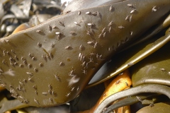 Coelopidae