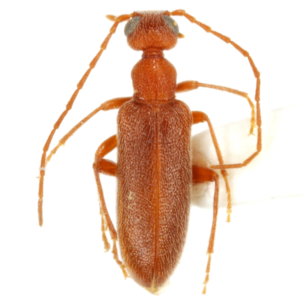 Thambospasta howdeni