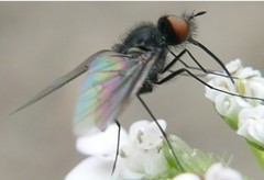 Phthiria minuta