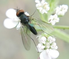 Phthiria minuta