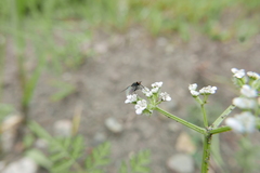 Phthiria minuta