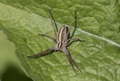 Pisaura mirabilis