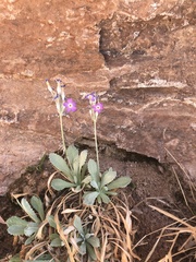 Primula specuicola