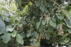 Styrax obassia