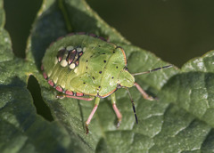 Nezara viridula
