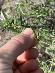 Metastelma arizonicum