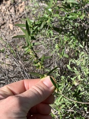 Metastelma arizonicum