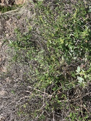 Metastelma arizonicum