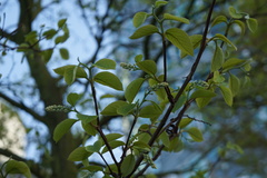 Styrax obassia