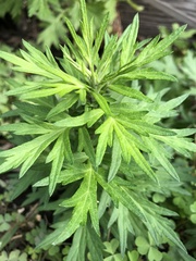 Artemisia vulgaris