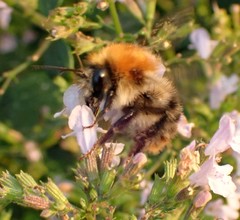 Bombus pascuorum