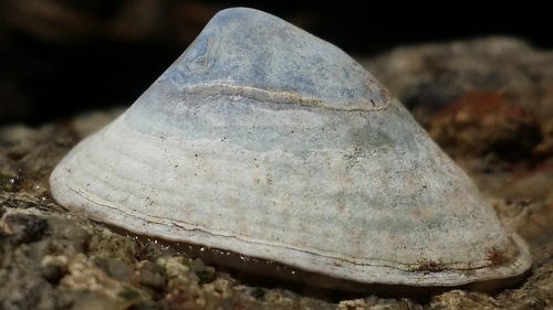 Mask Limpet
