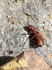 Trichotichnus dichrous