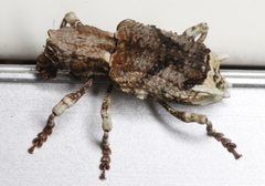 Aesiotes notabilis
