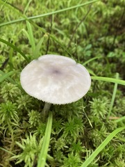 Entoloma indigoferum