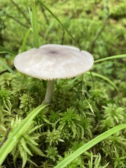 Entoloma indigoferum