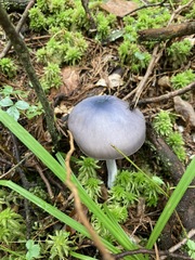 Entoloma indigoferum