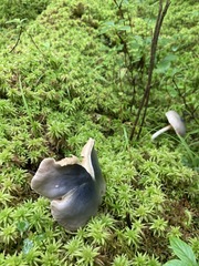Entoloma indigoferum