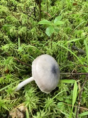 Entoloma indigoferum
