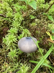 Entoloma indigoferum