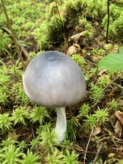 Entoloma indigoferum