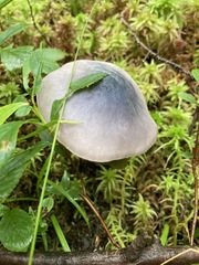 Entoloma indigoferum