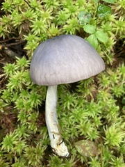 Entoloma indigoferum
