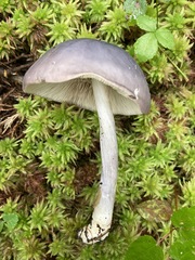 Entoloma indigoferum
