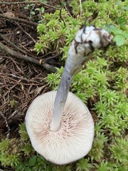 Entoloma indigoferum