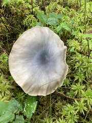 Entoloma indigoferum
