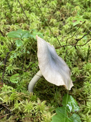 Entoloma indigoferum
