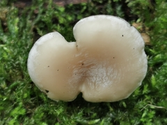 Clitocybe vibecina