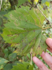 Phyllocnistis vitifoliella