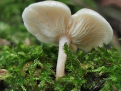 Clitocybe vibecina