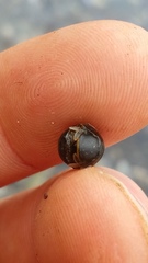 Gnorimosphaeroma oregonense