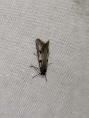 Exapate congelatella