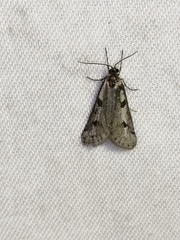 Exapate congelatella