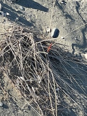 Crocothemis erythraea