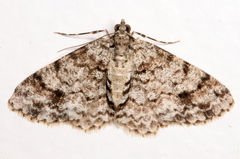 Myrioblephara desumpta