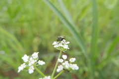 Empis femorata