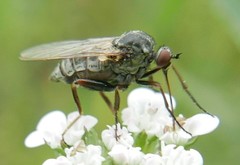 Empis femorata